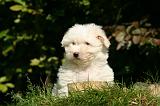 COTON DE TULEAR 026